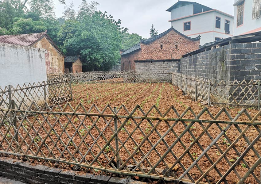 蝦子塘村鄉村風貌提升改造后的“微菜園”。