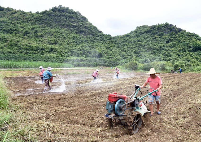 豆角種植現場。