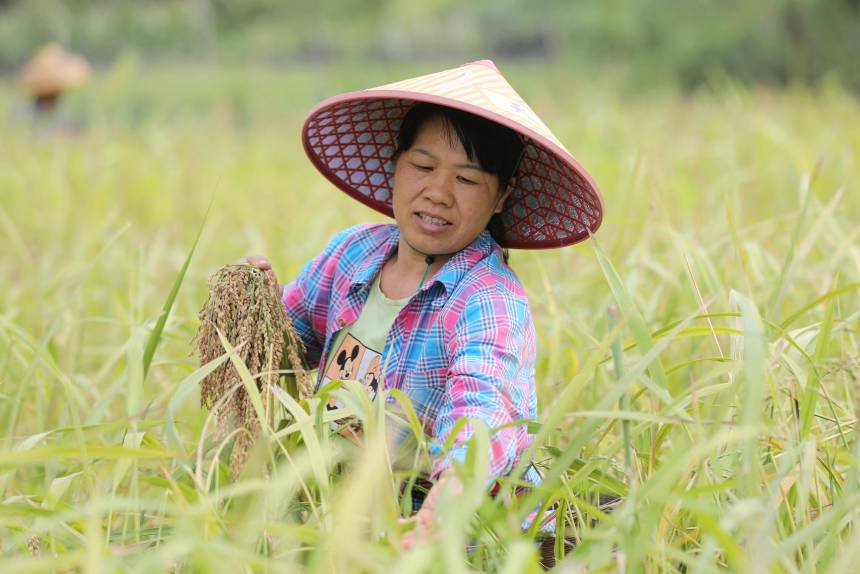 在三江侗族自治縣丹洲鎮江荷村，一名婦女在剪禾把。龔普康攝