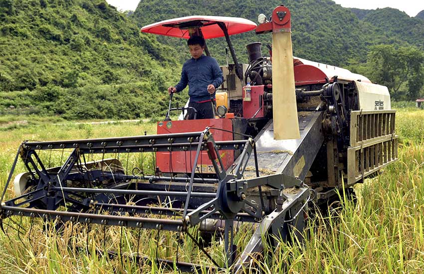 华善村列下工作人员用收割机收割稻谷。韦哲摄