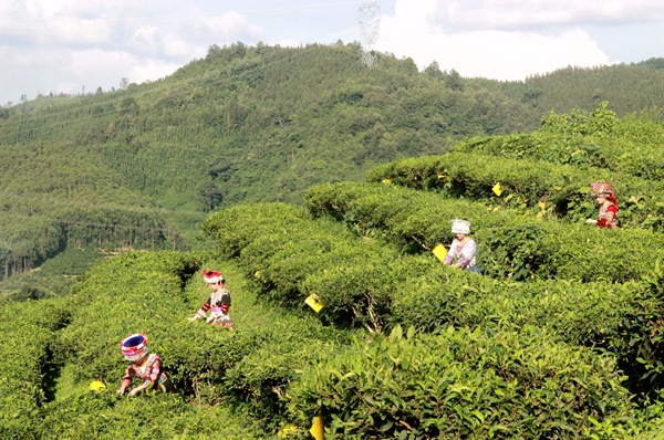 生態茶山。