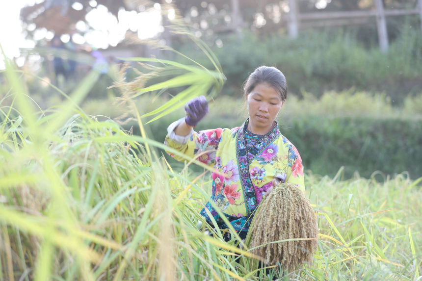 一名婦女在剪禾把。龔普康攝