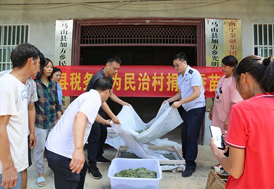 马山县税务局为加方乡民治村农户发放蚕苗。蓝立泉摄