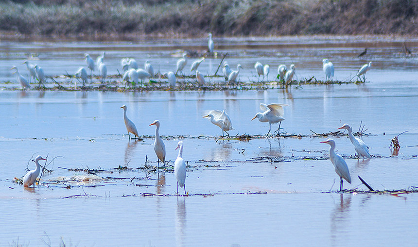 一群白鷺在河邊休憩覓食。