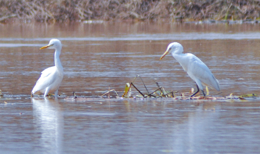 兩頭白鷺在河邊覓食。