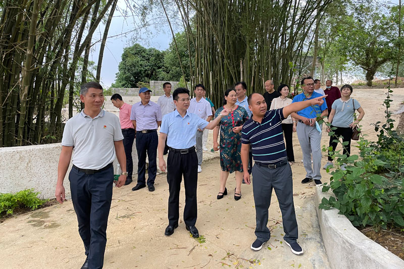 杨东星一行在锦江村调研乡村振兴产业情况。陈恩标摄