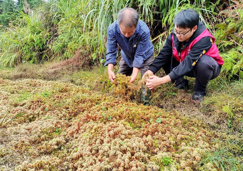 村民因地制宜種植特色苔蘚。