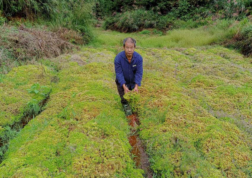 村民因地制宜種植特色苔蘚。