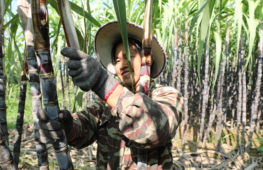 蔗農正在甘蔗地勞作。黃海柱攝