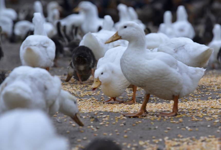 组图生态养鸭助增收促振兴