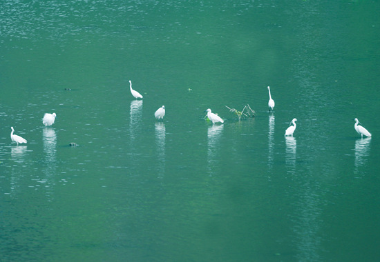白鹭在昭平县木格乡金水湾附近的小溪边觅食。木格乡供图