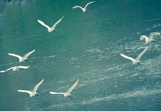 白鹭在昭平县木格乡金水湾附近的小溪边飞翔。木格乡供图