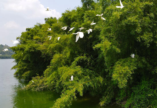白鹭在昭平县木格乡金水湾的竹林休憩。木格乡供图
