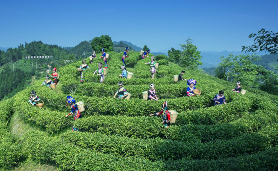 ng体育官网：茶科普中国绿茶的四大分类