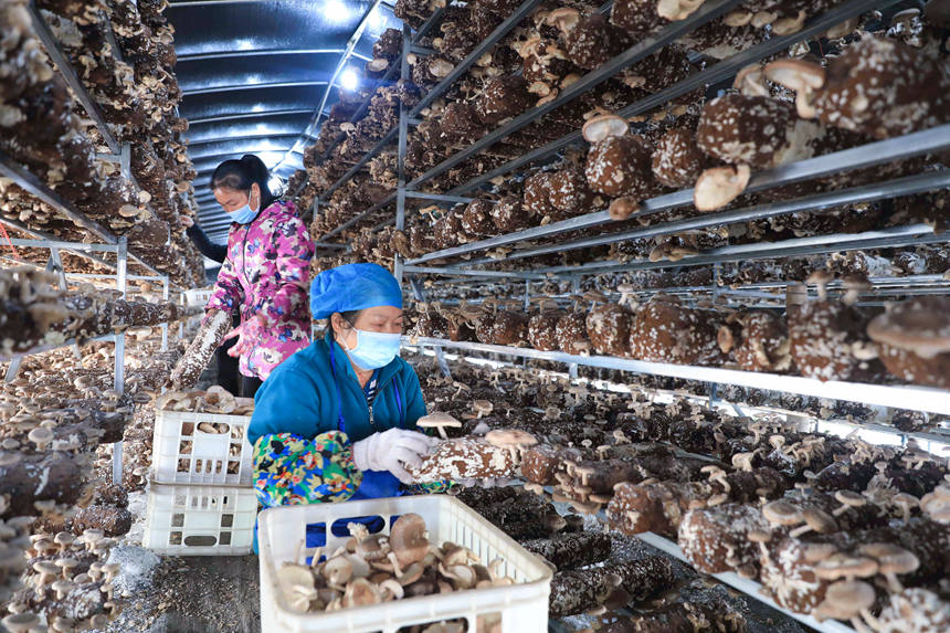村民正在食用菌生产大棚内在采摘香菇。