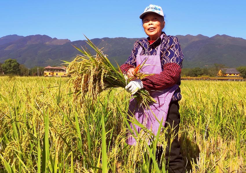 農民在稻博園裡收割再生稻。陸仕臣攝
