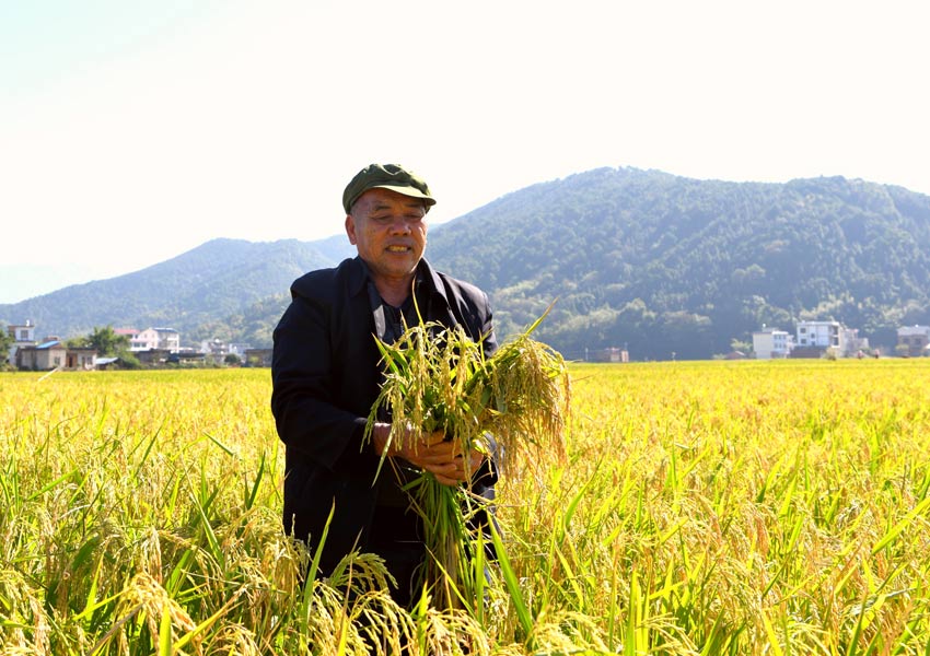 黃關鎮聯德村農民在稻博園裡收割再生稻。陸仕臣攝