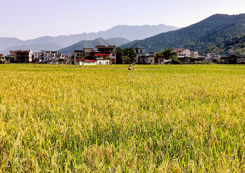 農民在稻博園裡收割再生稻。陸仕臣攝