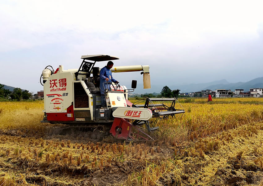 農民駕駛收割機在稻田裡收割水稻。陸仕臣攝