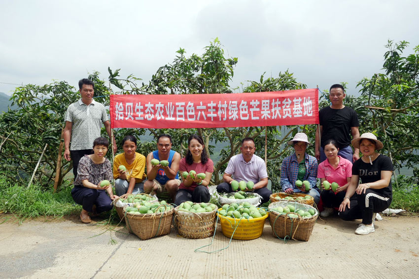 六豐村成立芒果扶貧基地。