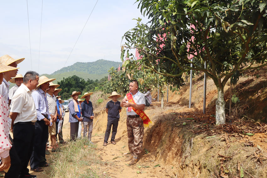 六豐村致富帶頭人培訓芒果種植技術。