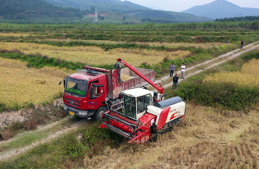 搶抓時節收割香糯。