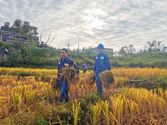 志愿者抱着稻谷集中一起。廖培新摄