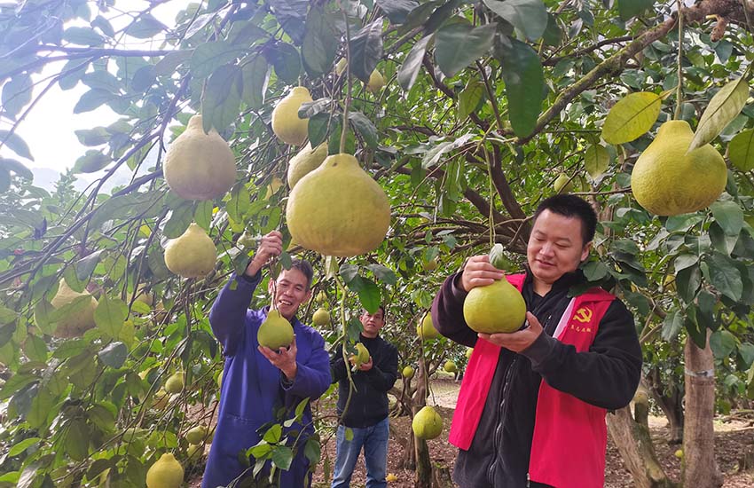 楊堤“柚”豐收 果農又增收