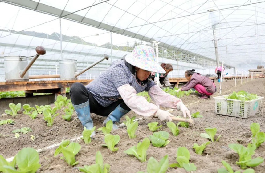 三江侗族自治縣斗江鎮牙林村村民在蔬菜大棚內搶種蔬菜。龔普康攝