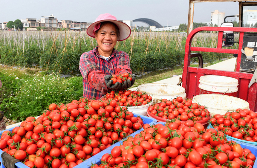 百色市田陽區頭塘鎮萬畝西紅柿喜獲豐收，果農忙著採摘、運輸。黃俊勇攝