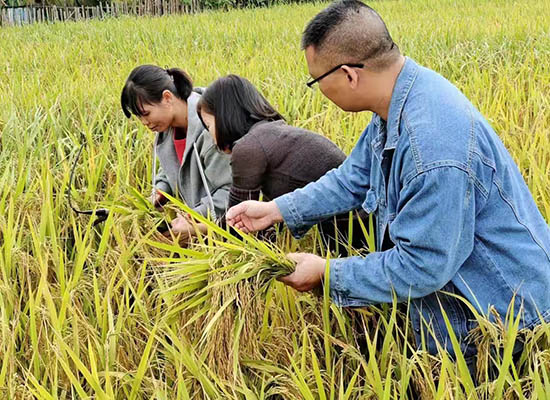 技術人員到田間檢查水稻長勢情況。白石水鎮供圖