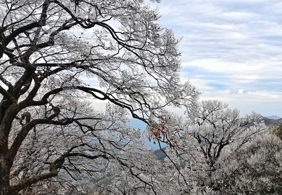 花草樹木被一層晶瑩剔透的薄冰包裹住，在寒風中盡顯別樣美麗。王雲波攝
