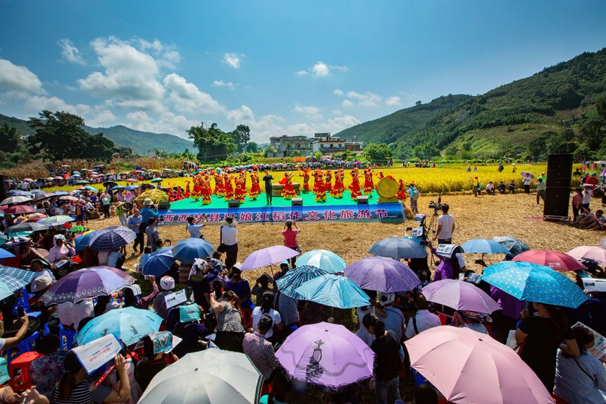 村裡舉辦稻作文化旅游節。