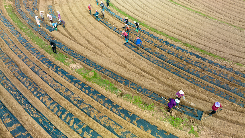 農民正忙著整地、起壟種植馬鈴薯。
