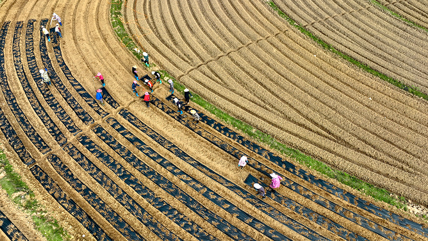 農民正忙著整地、起壟種植馬鈴薯。