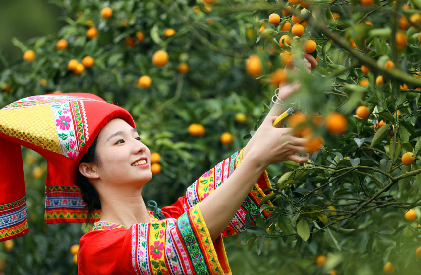 在廣西柳州市融安縣大將鎮才妙村桔園裡，一名壯族姑娘正在採摘金桔。