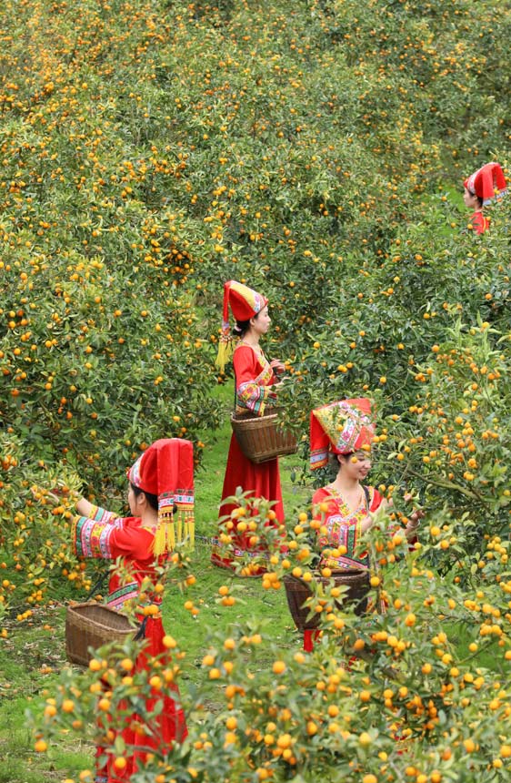 壯族姑娘們正在採摘金桔。