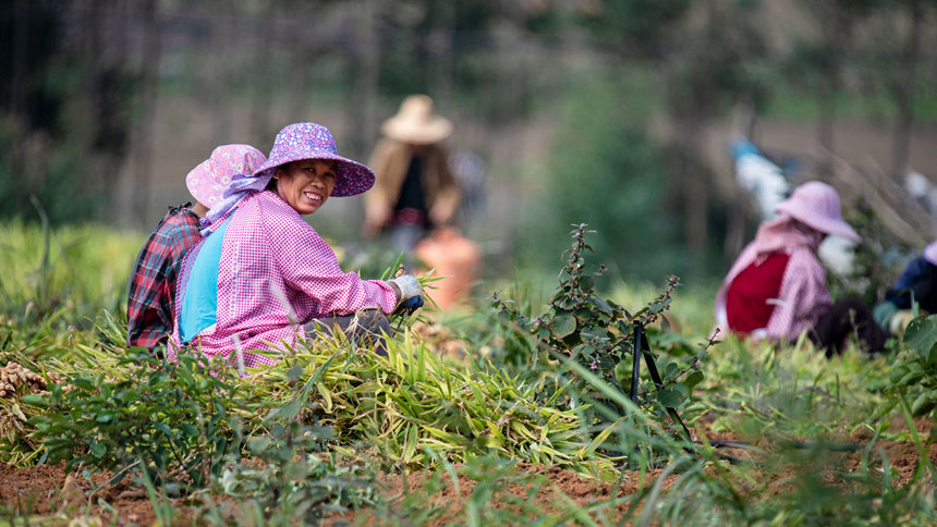 村民採收小黃姜。