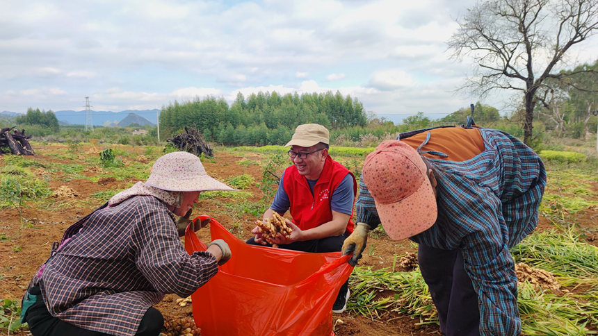 龍團村當地駐村隊員給採收小黃姜的村民搭把手。