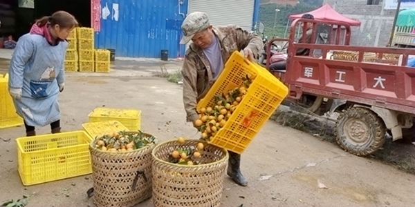Ⱥ�������ֳ�������Ⱥ��