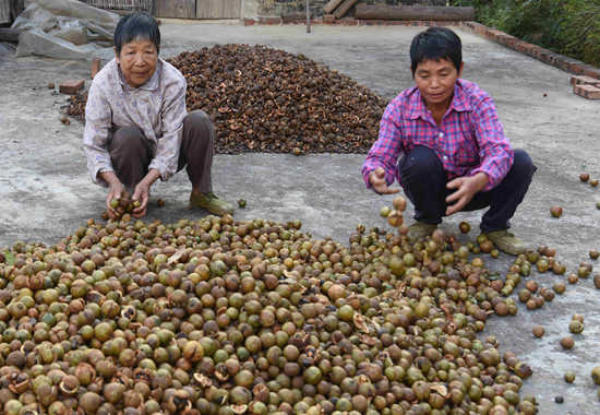 群眾正在處理油茶果。左德強攝
