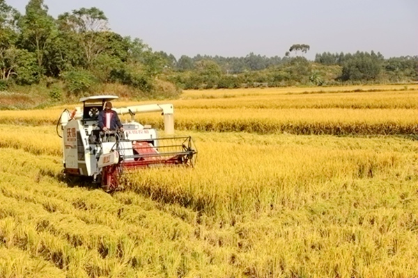 收割機正在收割稻谷。曾钎祥攝