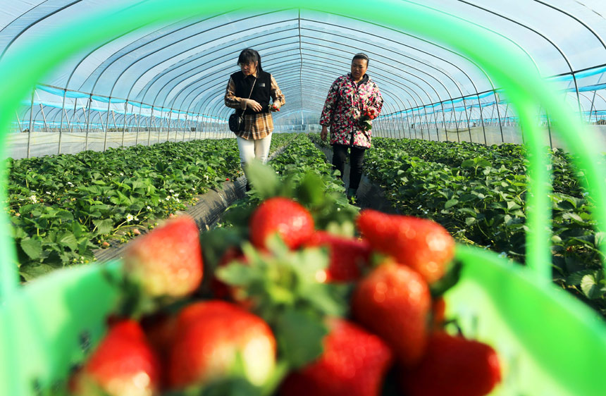 当地村民正在采摘草莓。
