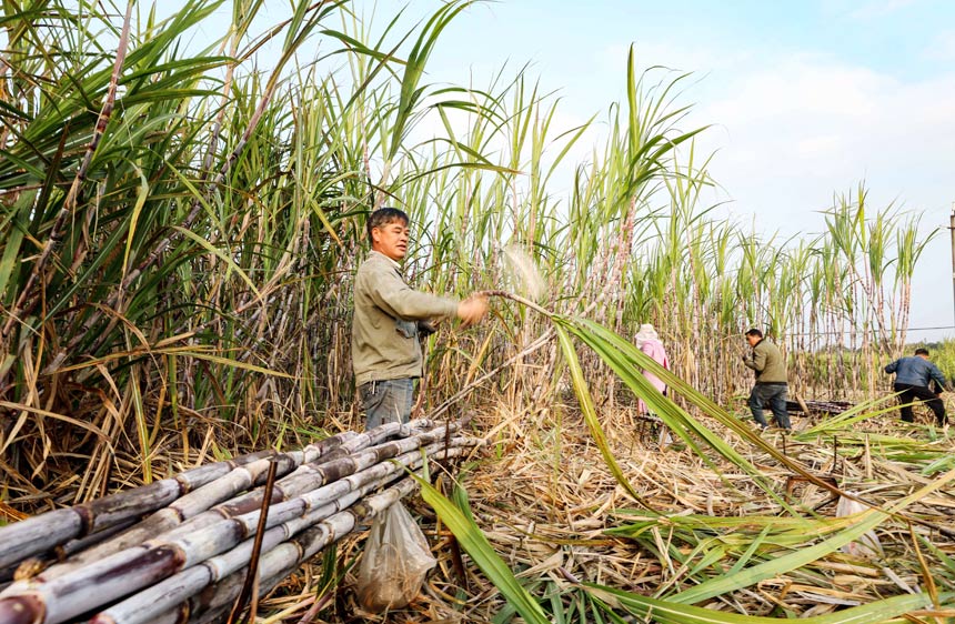 1月5日，在广西柳州市融安县潭头乡新林村，蔗农正在田间砍收甘蔗。