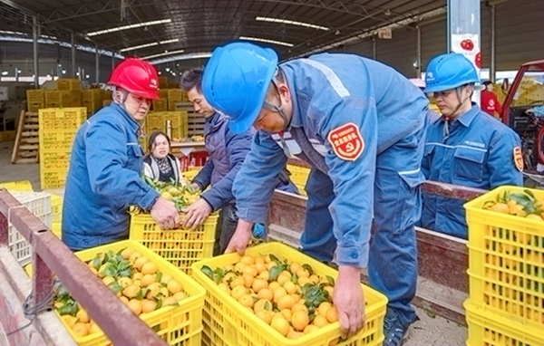 電力職工助力果農銷售沙糖桔。王光明攝