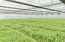田林县首个大棚蔬菜基地建成投入使用
