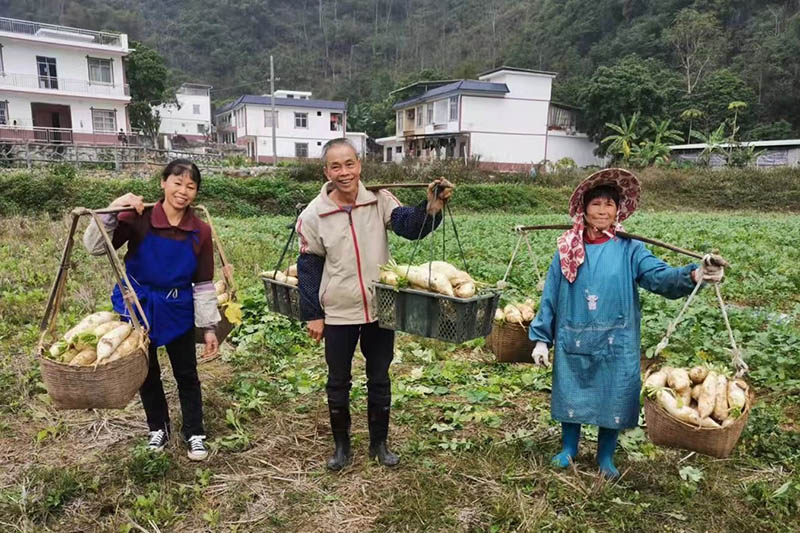 新春走基层丨广西福隆乡萝卜喜丰收种出好钱景