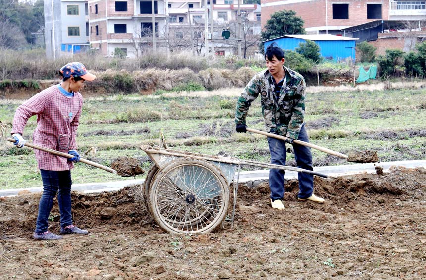 老柱村村民在田裡整平泥土。陶勝平攝