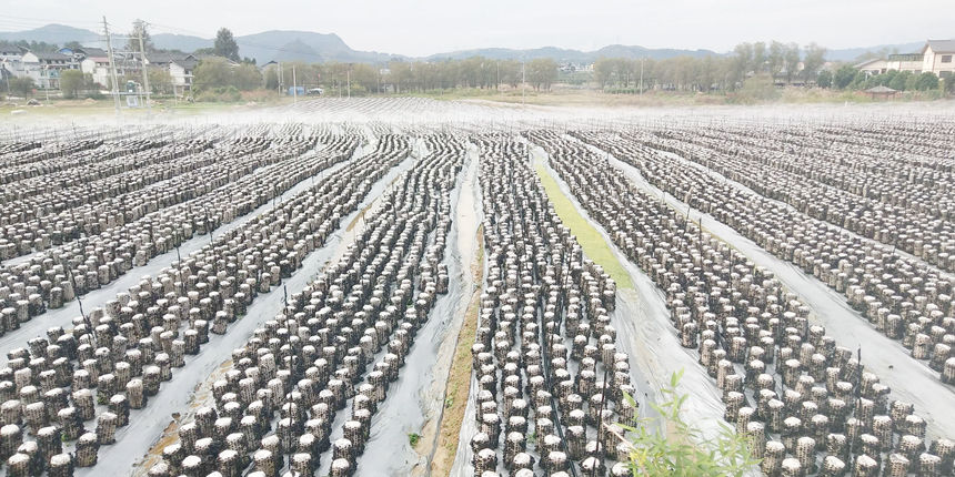 图为摆放整齐的菌棒