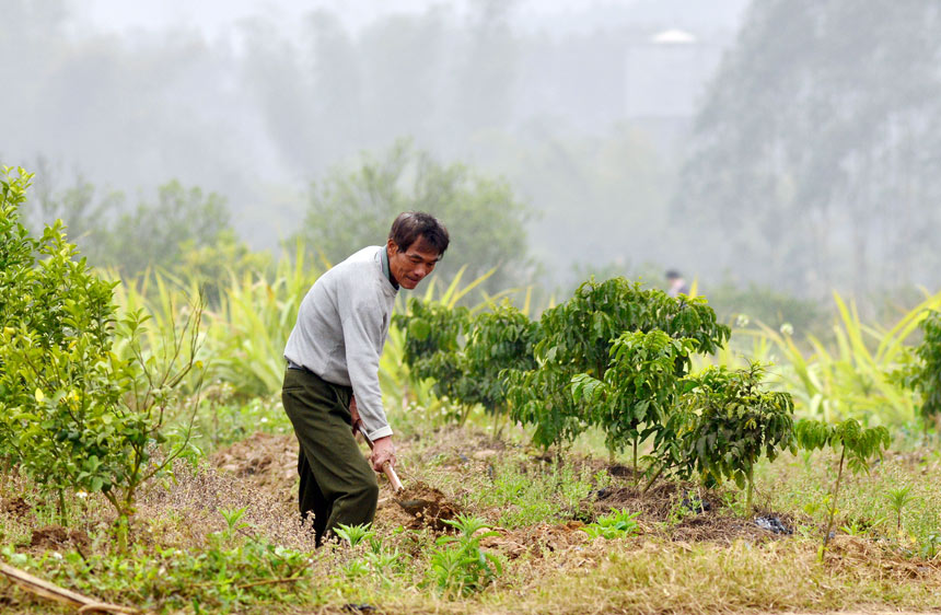 村民對剛種植不久的無核黃皮果樹進行開溝培土。